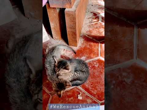 cuties babe cat #WeRescueAnimal