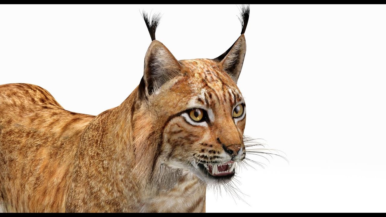 Lynx Eurasia Model 3D
