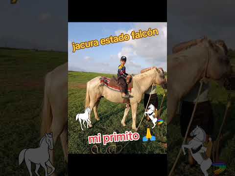 el caballo blanco Antonio Aguilar jacura estado falcón