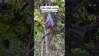 Download lagu coba kalian tebak sarang burung apa ini|birds|bird nest!!! #shorts #sarangburung #birds #birdnest mp3