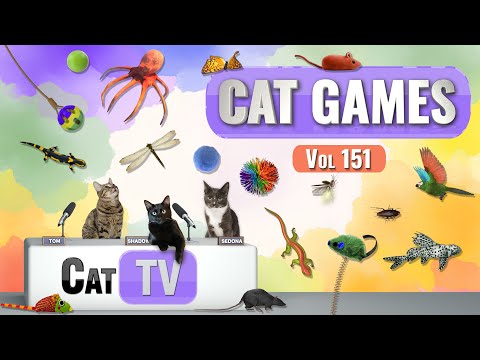 CAT Games | Compilation TV Ultimate Cat Vol 151 | 8 HEURES 🐝🐞🦋🦎🦜🐜🐭🧵