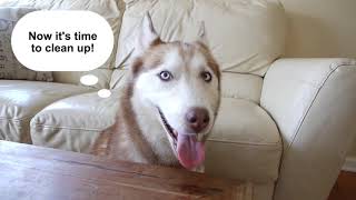 Messy Husky Cleans House with Robot Vacuum - Roborock S5