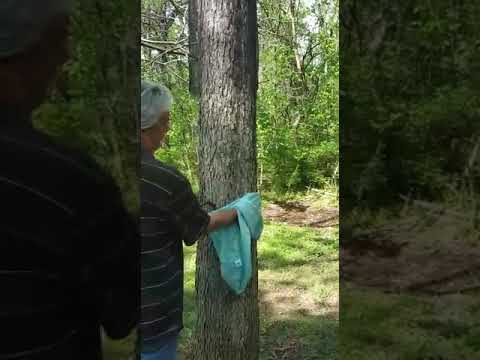 YouTube video about: How do snakes find bird nests?