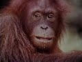 Monkey Madness