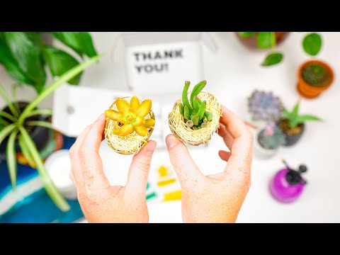 How To Unbox Your Succulents