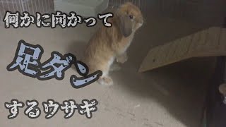 何かに向かって足ダンするうさぎ