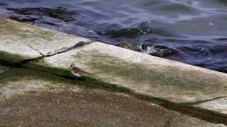 20180228ﾀﾋﾊﾞﾘ（田雲雀）