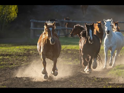 Good Morning from the Triangle X Ranch