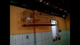 Xodó Estrela 419