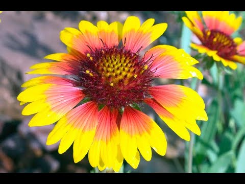 Native Plants of Coronado Historic Site - Blanket Flower