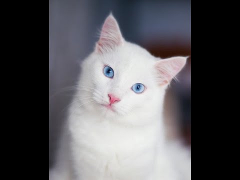 How rare is a white cat with blue eyes?...#shorts