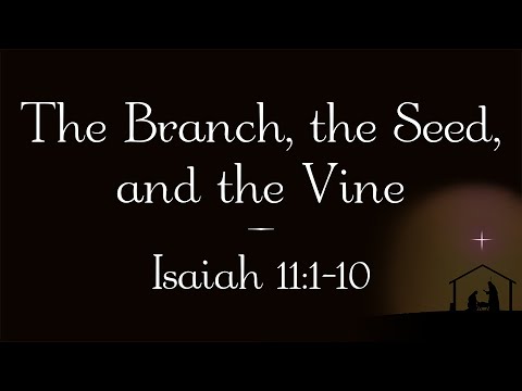The Branch, the Seed, and the Vine // Isaiah 11:1-10