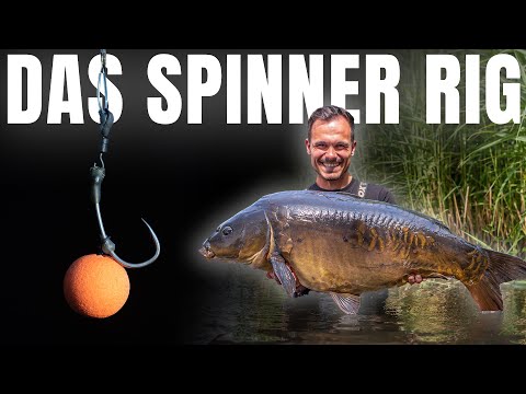 Is a spinner rig better than a multi-rig? 🤔 Carp fishing | Fox International | BLB | Competition