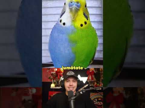 Animale Care Sunt Unu La Un Milion