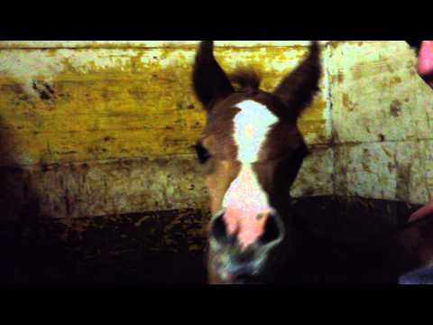 Puledro by L.B  Nadira