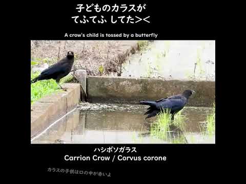 あなたの庭で鳥が何を食べるかを調べてください！種、果物、その他たくさんの驚きがあります!  庭園