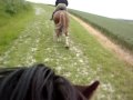 Pony Trekking
