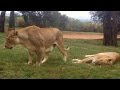 Lion Kills US Tourist In South African Safari Park