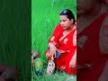 Roli Jaunpuriya Chali Bajare Adarshrolishorts