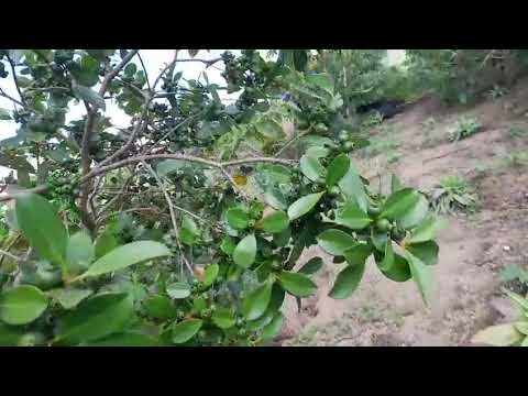 Seu Luiz Mancini na chácara raio de sol em Rosário do Ivaí Paraná água do acampamento 