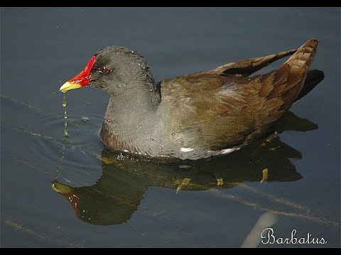 GALLINETA COMÚN | MOORHEN | Gallinula chloropus