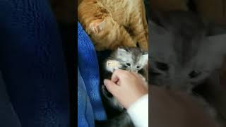いないいないばぁ