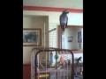Bobby The Swearing Parrot