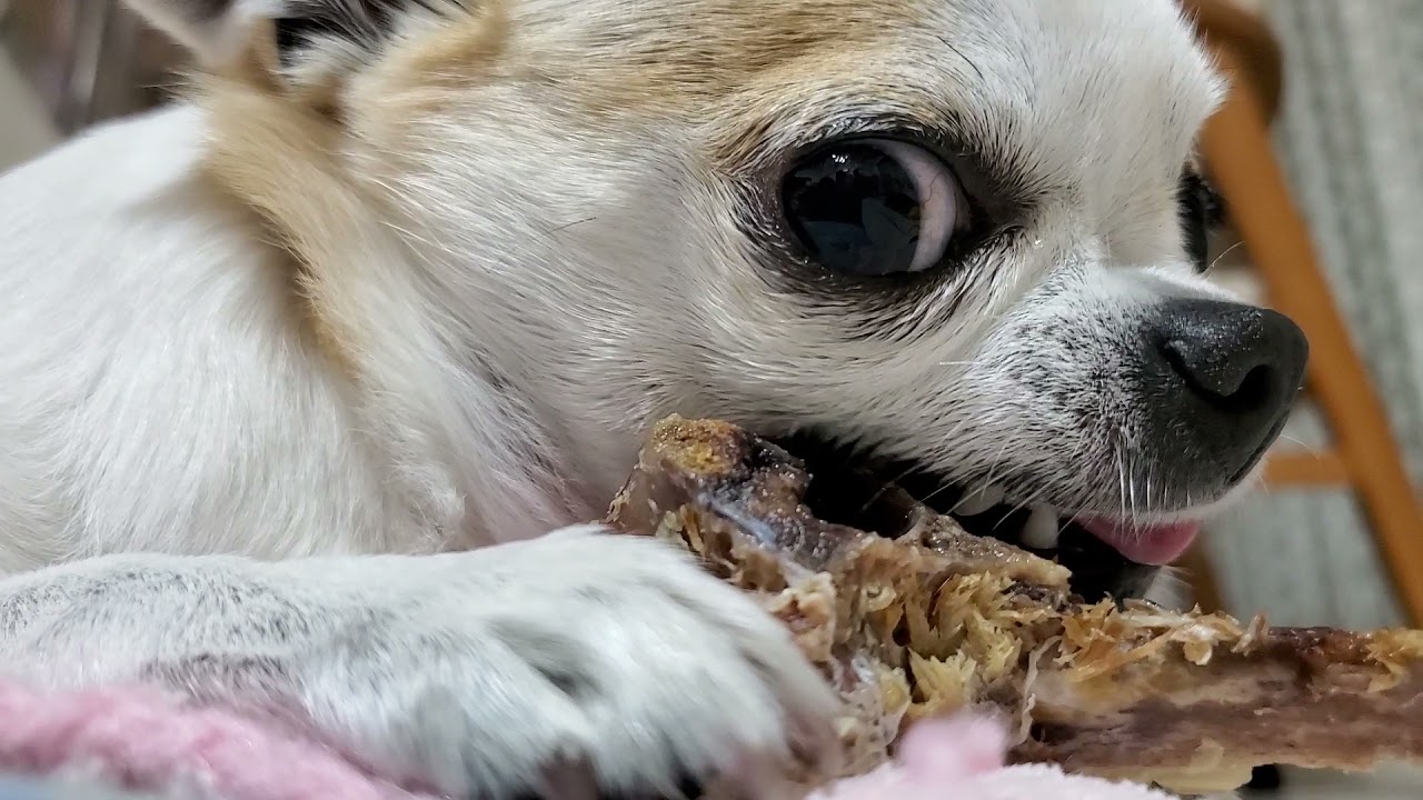 鹿肉食らう野生犬@mikiitou0404