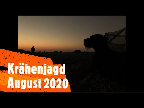 Krähenjagd mit Lockbild und Tarnschirm 08.08.2020