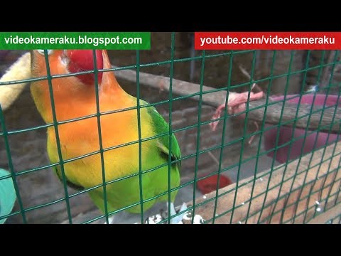 2 Hours Lovebird Sounds - Stereo High Quality Audio Live Recording V3