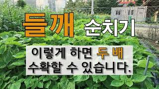들깨 순 치기 이렇게 하면 두 배 수확 할 수 있습니다. #주말농장 #들깨 가꾸기. #들깨 순 자르는 방법.