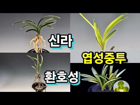 유튜브 썸네일