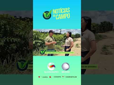 São vicente ferrer é  destaque na produção de Goiaba, Domingo às 8hs no Programa Notícias do Campo.