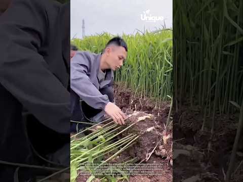 Harvesting ginger: a farmer harvesting ginger from the field