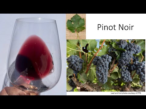 Grape Variety #4: Pinot Noir