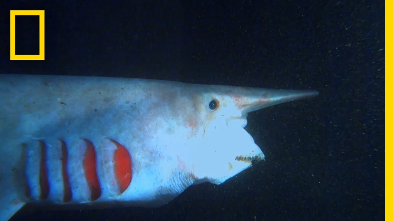 The Goblin Shark | What the Shark?