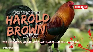Download lagu Harold Brown Hatch: The Legendary Bloodline That Shaped Modern Gamefowl mp3