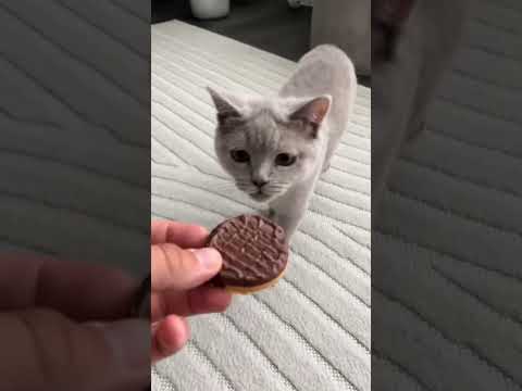 Ich kann dir das nicht geben das ist giftig für dich! #gift #cat #katze #pets #catlovers