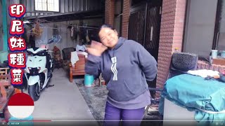 印尼妹妹種菜.2月14日