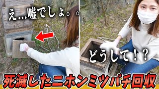 越冬できずに死滅したニホンミツバチの群を回収してきました