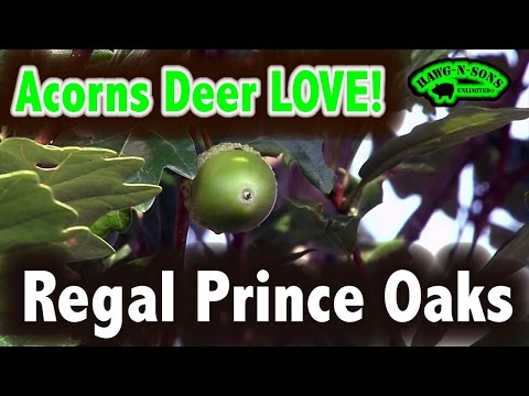 Quercus robur x bicolo - Reagal Prince Oak Trees - A Quick Look 2016