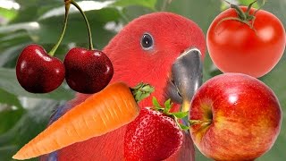 Благородным двухцветным попугаям давай цветные фрукты