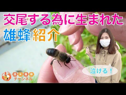 ミツバチハゼについて詳しく解説