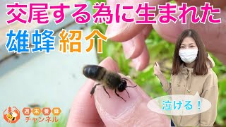 交尾する為だけに生まれた雄蜂【ニホンミツバチのオス紹介】