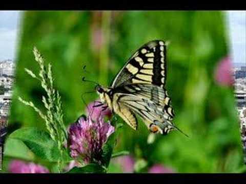 VALS DE LA ALEGRIA-Música paraguaya-Rubén Dominguez