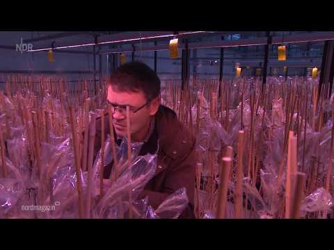 NDR: N3 Nordmagazin am 22.05.2020 | »Roggen: Getreide der Zukunft?«