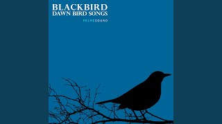 Blackbird Garden Tree House Bird Song