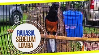 Download lagu SUARA BURUNG : Nah Ini Dia!! Rahasia Perawatan Murai Batu Gacor Harga Ratusan Juta mp3