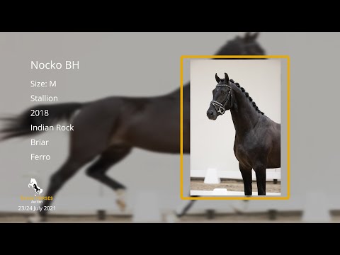 Nocko BH (Indian Rock x Briar x Ferro), stallion, 2018