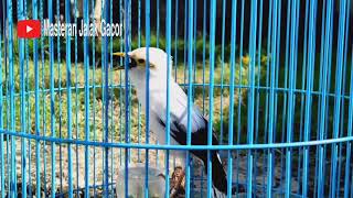 Download lagu Terapi Jalak Putih Biar Gacor - Masteran Jalak Putih Macet Bunyi Dan Stres mp3